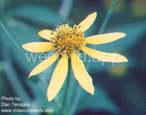 coneflower, cutleaf